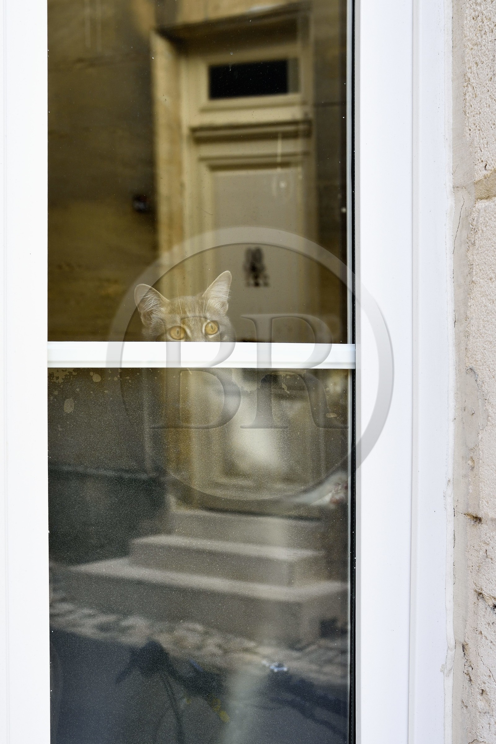France, Charente (16), Cognac, quartier médiéval du vieux Cognac, chat curieux dans la rue Henri Germain