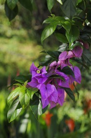 France, île de la Réunion