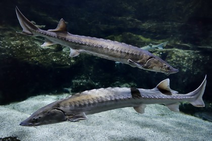 France, Charente-Maritime (17), La Rochelle, Aquarium La Rochelle, Mention obligatoire, zone Atlantique, esturgeon européen (Acipenser sturio)
