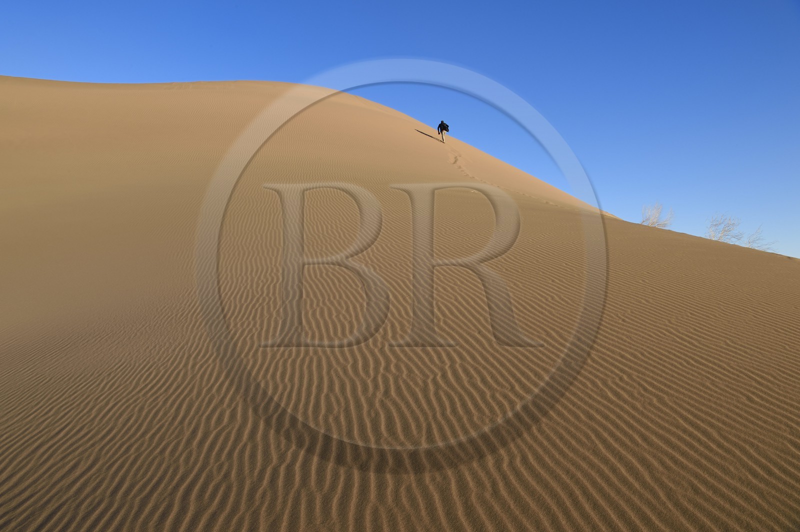 Iran, Province de Yazd, désert du Dasht-e Kavir, Moghestan, randonnée dans le massif dunaire dont la plus haute dune atteint les 200 mètres