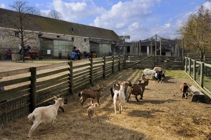 France, Yvelines, Saint Cyr l'Ecole, Gally Farm (self-service kitchen garden) in the Versailles Estate