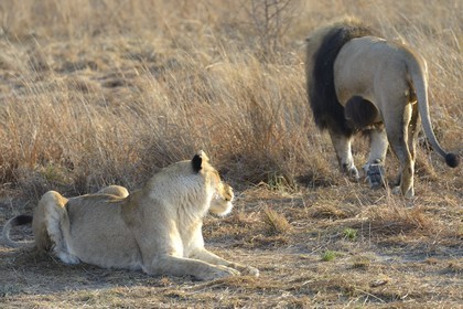 Zimbabwe, Midlands Province, Gweru, Antelope Park home to ALERT (African Lion and Environmental Research Trust), lion (panthera leo) in zone 2, one of the four adult females and the male that have born the lions to be released in a pride in a national park to repopulate