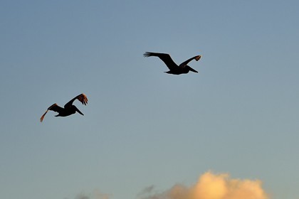 Caribbean, Dominica Island, Mero on the west coast, Brown Pelican (Pelecanus occidentalis)
