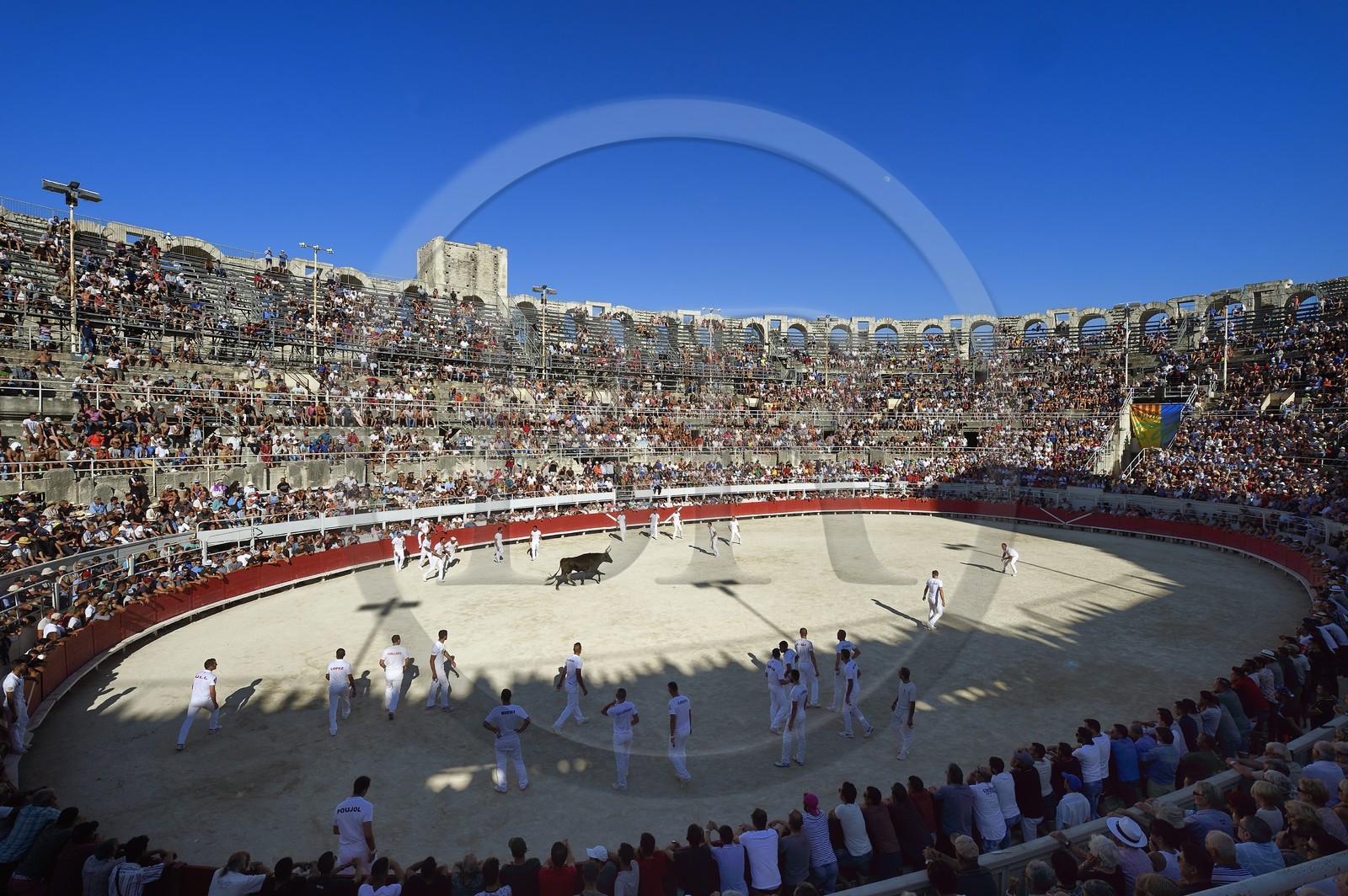 France, Bouches-du-Rhône (13), Arles, la course camarguaise  de la Cocarde d'Or aux Arènes France, Bouches-du-Rhône (13), Arles, la course camarguaise  de la Cocarde d'Or aux Arènes