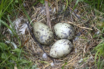 France, Finistere, La Foret Fouesnant, Glenan islands, Loch island, eggs in a nest of seagulls