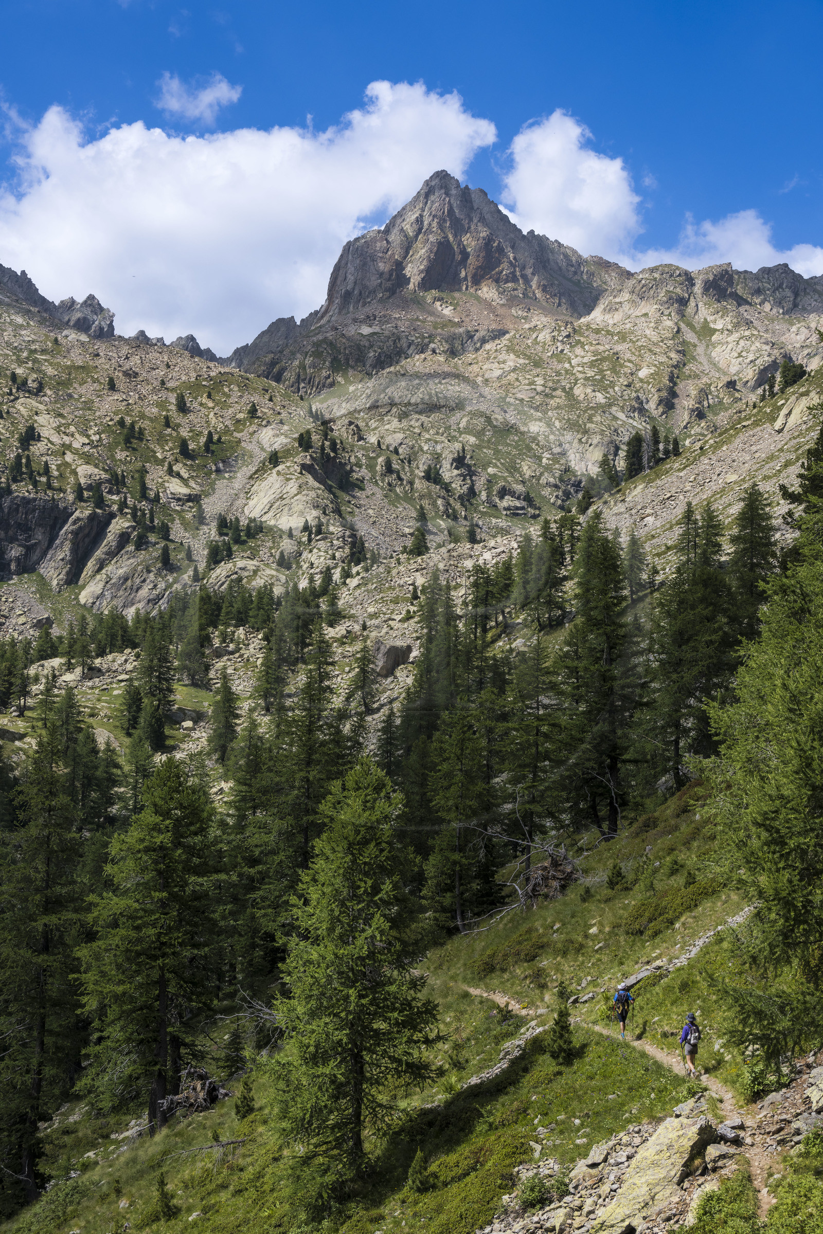 France, Alpes-Maritimes (06), parc national du Mercantour, Haute-Vésubie, Saint-Martin-Vésubie, Val du Haut Boréon, randonneurs en marche pour le refuge de Cougourde et la Cime Guilié (2999m) en arrière-plan