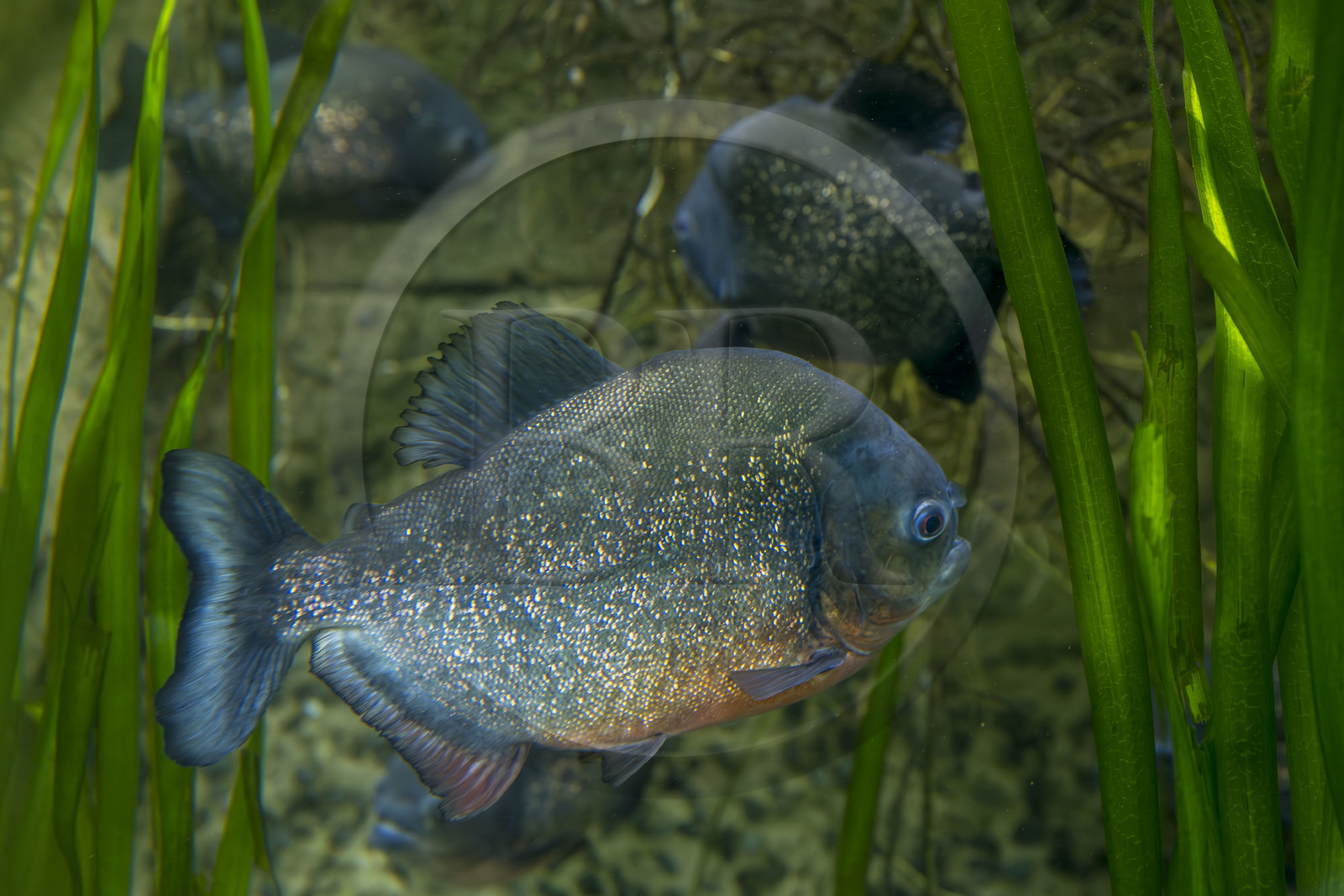 France, Finistère (29), Brest, Océanopolis, musée de la mer, piranha à ventre rouge (Pygocentrus nattereri)