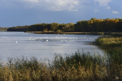 France, Meuse, Lorraine Regional Park, Cotes de Meuse, Heudicourt-sous-les-Cotes, swans on Lake Madine