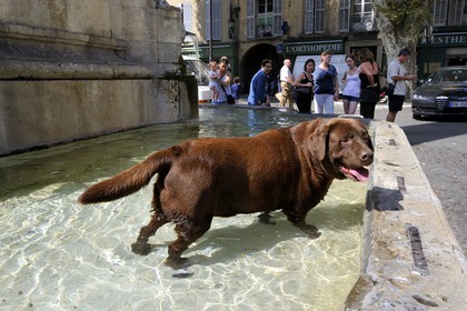 France, Bouches-du-Rhône (13), Aix-en-Provence, Labrador se rafraichissant dans la fontaine