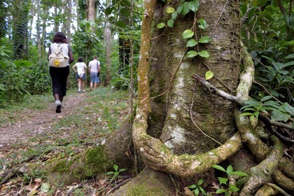 Caraïbes, Ile de la Dominique, Parc national de Morne Diablotin, arbre Kaymit (pouteria discolor), curieuse branche en forme de main