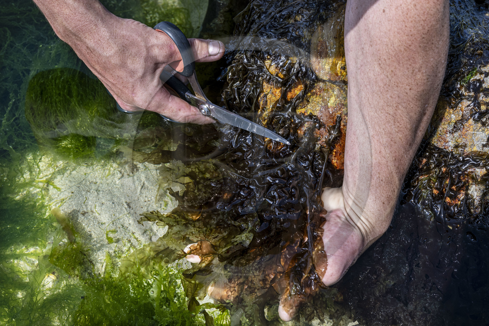 France, Finistère (29), Pays Bigouden, Plozévet, Lenny Gouedic co créateur de Begood Alg, récolte à pied d'algues sauvages alimentaires (dulse) avec taille douce aux ciseaux sur la plage à marée basse