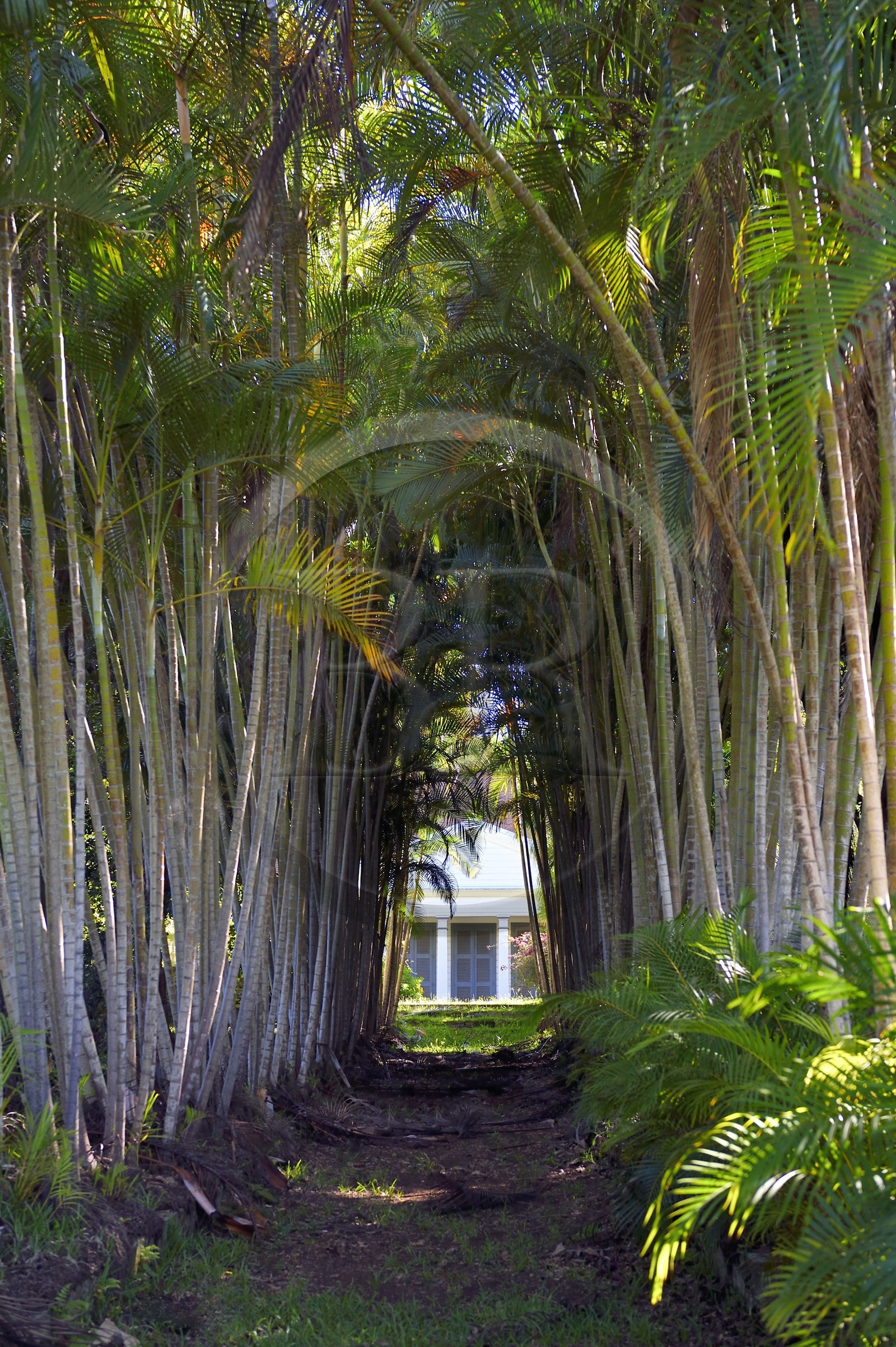 France, Ile de la Reunion, Bérive les Hauts, en arrière d'une allée de palmiste multipliant (Dypsis lutescens) la case historique du domaine Isautier Bérive dans les hauts de Saint-Pierre