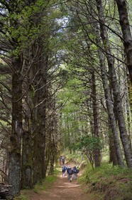 Italie, Sicile, iles Eoliennes, classées Patrimoine Mondial de l'UNESCO, Ile de Salina, randonneurs traversant la forêt du Monte Fossa delle Felci