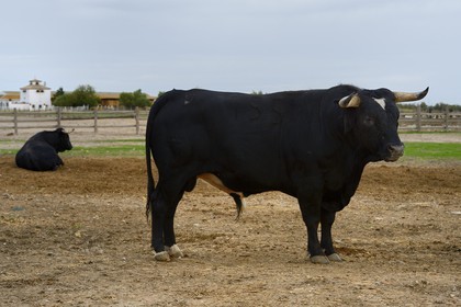 Espagne, Andalousie, province de Séville, Utrera, domaine El Toruno, élevage de taureaux de combat