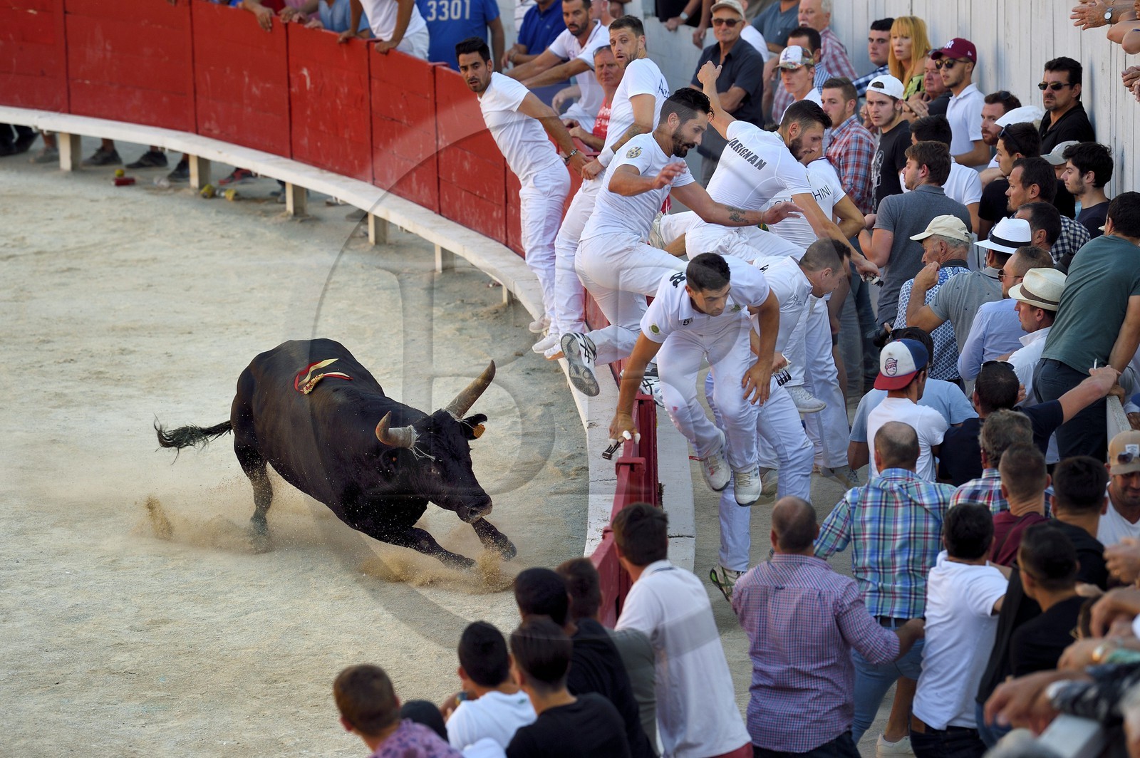 France, Bouches-du-Rhône (13), Arles, la course camarguaise  de la Cocarde d'Or aux Arènes France, Bouches-du-Rhône (13), Arles, la course camarguaise  de la Cocarde d'Or aux Arènes