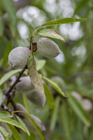 France, Vaucluse, Venasque, cultivation of penta almonds by the nougat farmers Frères Silvain in the almond fields