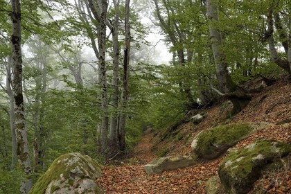 France, Haute Corse, Vivario, hiking on the GR 20, between Onda refuge and Vizzavona, Vizzavona forest
