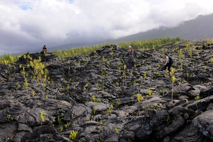 France, île de la Réunion, volcan du Piton de la Fournaise, classé Patrimoine Mondial de l'UNESCO, le Grand-Brûlé, coulée de lave de 2007