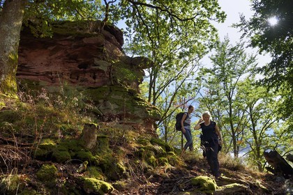 France, Bas Rhin, Northern Vosges Regional Natural Park, Obersteinbach, Steinbach national forest, hikers at the foot of the ruins of the Wittschloessel fort perched on a sandstone rock