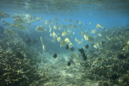 France, Ile de la Reunion, Côte Ouest, Saint-Gilles-Les-Bains (commune de Saint-Paul), le récif corallien du lagon de l'Ermitage et de La Saline-Les-Bains, banc de chirurgien bagnard (Acanthurus triostegus) (vue sous-marine)