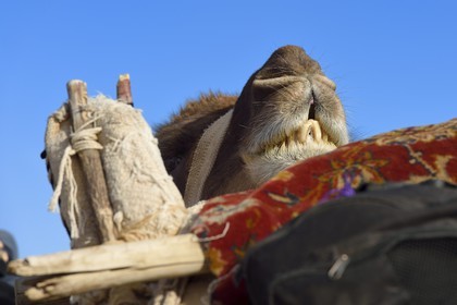 Iran, Province d'Ispahan, désert du Dasht-e Kavir, Mesr dans la région de Khur et Biabanak, dromadaire (Camelus dromedarius)