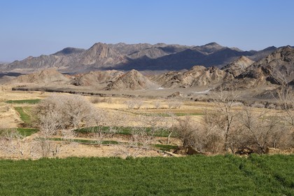 Iran, Province de Yazd, en bordure du désert du Dasht-e Kavir, village de Kharanaq, cultures dans la vallée Andjir au pied du village