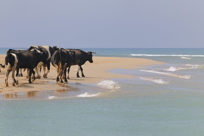 Morocco, Oriental Region, herd of cows along the beach