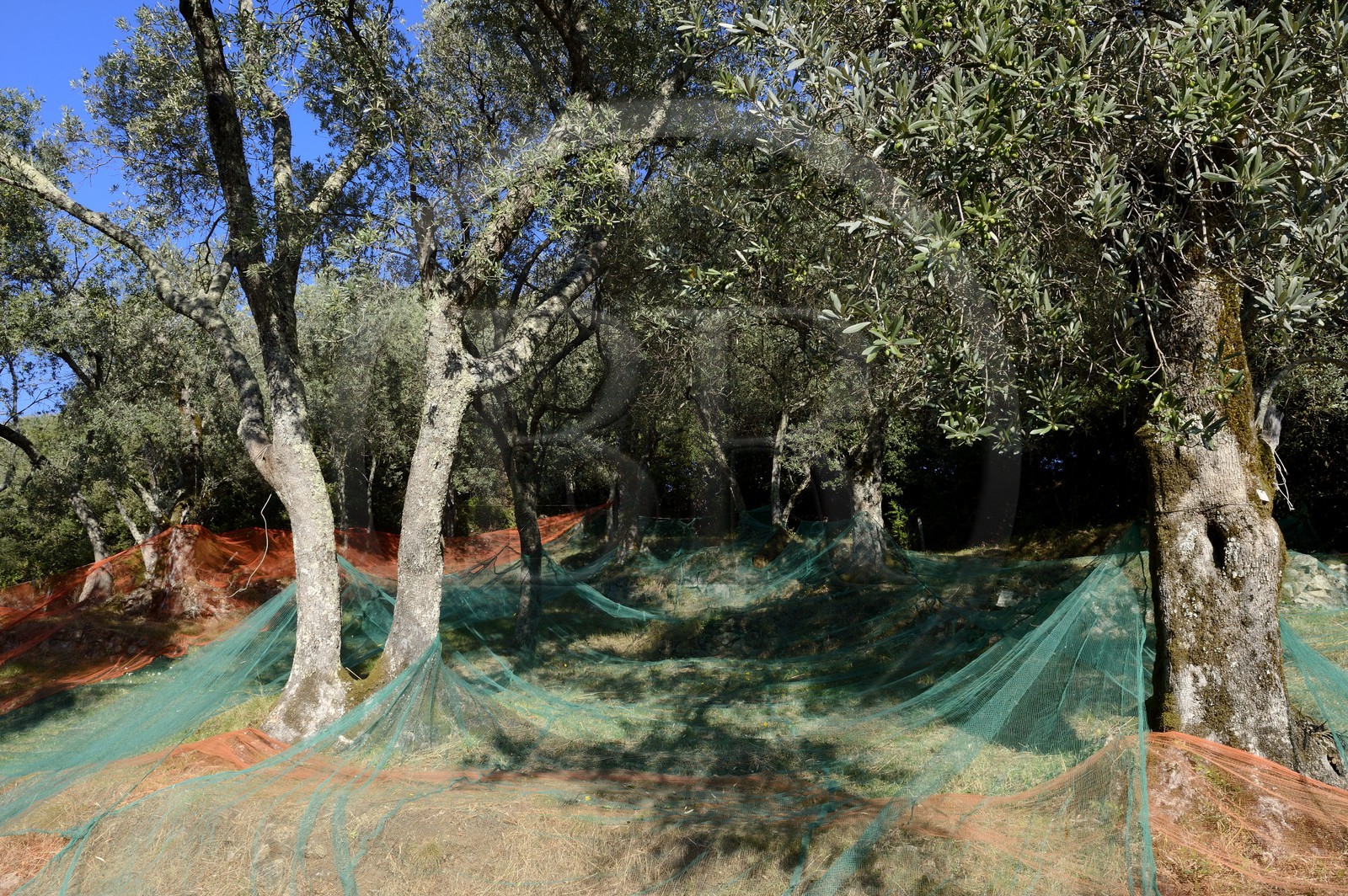 France, Corse du Sud, Alta Rocca, Sainte-Lucie-de-Tallano (Santa Lucia di Tallà), nets for the picking of olives of germaines de Tallano variety France, Corse du Sud, Alta Rocca, Sainte-Lucie-de-Tallano (Santa Lucia di Tallà), nets for the picking of olives of germaines de Tallano variety
