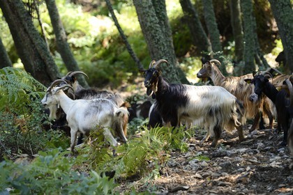 France, Haute-Corse (2B), Castagniccia, chèvres