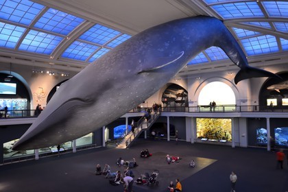 Etats-Unis, New York, Manhattan, Upper West Side, Musée Américain d'Histoire Naturelle (American Museum of Natural History), reconstitution grandeur nature d’une baleine bleue suspendue dans le hall des océans
