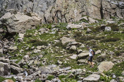 France, Alpes-Maritimes, Parc National du Mercantour (Mercantour national park), Haute Vesubie, Saint Martin Vesubie, Val du Haut Boréon, female Alpine ibex (Capra ibex) near Lake Trecolpas