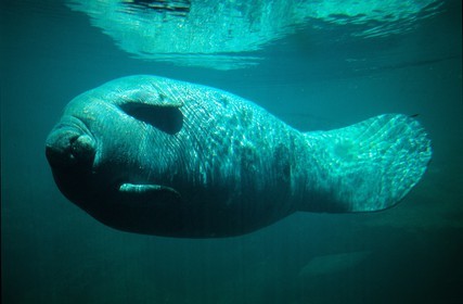 United States, Florida, Gulf Coast, manatee to the Homosassa Springs Wildlife State Park