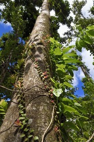 Caribbean, Dominica Island, Morne Trois Pitons National Park listed as World heritage by UNESCO, Middleham Falls, creeper called monkey paws (Marcgravia umbellata)