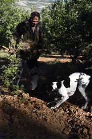 France, Var (83), Bauduen, recherche des truffes dans la truffière du Domaine du Hameau des Clos, le trufficulteur Marcel Demaria avec son chien