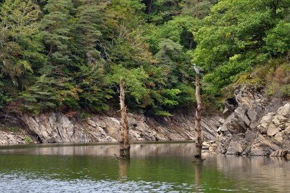 France, Cantal (15), Gorges de la Truyère, Chaliers, la rivière Truyère en amont du viaduc de Garabit, héron cendré (Ardea cinerea) perché au sommet d'un tronc d'arbre mort vestige de la foret noyée
