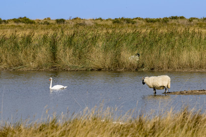 France, Charente-Maritime (17), Saintonge, Saint-Froult, réserve naturelle Moeze-Oléron dans la zone du marais de Brouage, élevage de moutons Scottish Blackface