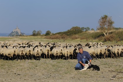 France, Ille et Vilaine, salt marshes of the Mont Saint Michel, Yannick Frain, farmer breeder of salt marshes sheep