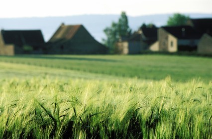 France, Saône-et-Loire (71), Mâconnais, région de Chapaize champs de blé (vert)