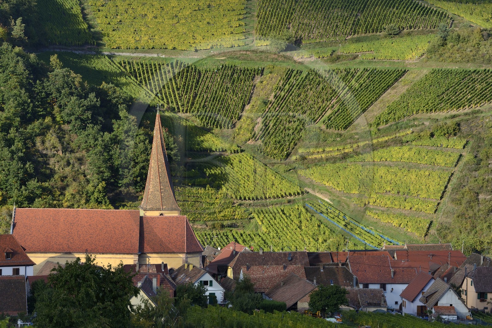 France, Haut-Rhin (68), Route des Vins d'Alsace, Niedermorschwihr, le village entouré par le vignoble et son église à clocher tors