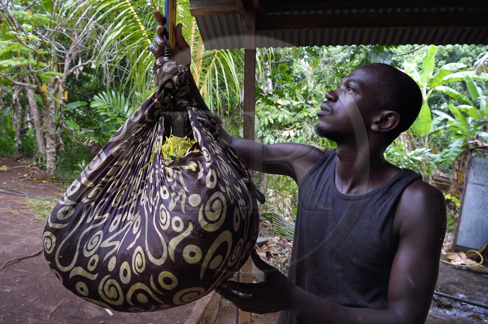 France, Ile de Mayotte, Grande-Terre, Ouangani, pesée à la distillerie de fleurs d'Ylang-ylang fraichement cueillies, on en extrait une huile essentielle utilisée en parfumerie, Hassani Soulaimana co-dirigeant de Aromaoré