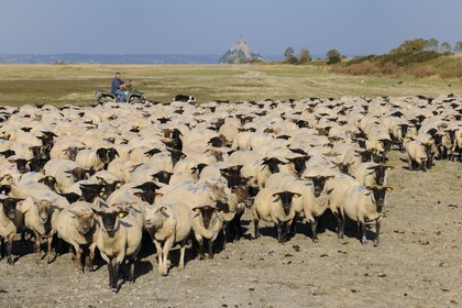 France, Ille et Vilaine, salt marshes of the Mont Saint Michel, Yannick Frain, farmer breeder of salt marshes sheep