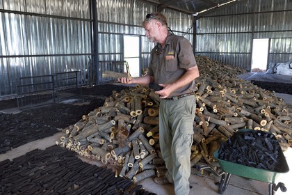 Namibie, Otjiwarongo, Cheetah Conservation Fund, centre de recherche et d'éducation, CCF BUSH Pty Ltd fabrique des briquettes de bois comme projet pilote pour explorer une stratégie visant à améliorer l'habitat du guépard par l'enlèvement des épais buissons qui prolifèrent dans le bush, Bruce Brewer Ph. D. directeur général et dirige également le projet CCF Bushblok