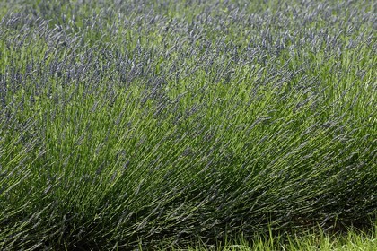 France, Alpes-de-Haute-Provence (04), parc naturel régional du Verdon, plateau de Valensole, champ de lavandin