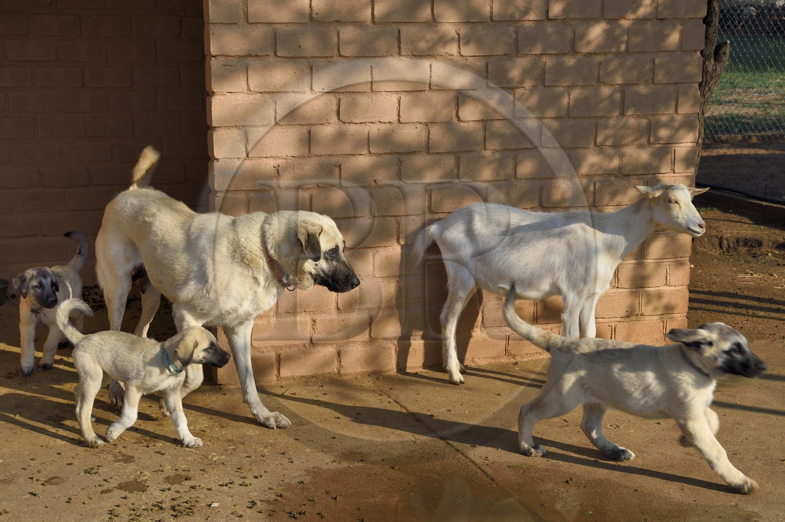 Namibie, Otjiwarongo, Cheetah Conservation Fund, centre de recherche et d'éducation, le Livestock Guarding Dog Program (programme chien de garde du bétail) du CCF a été très efficace pour réduire les taux de prédation et ainsi aussi l'inclinaison des agriculteurs à piéger ou tirer sur des guépards, élevage de chien Berger d'Anatolie aussi connu sous le nom de Kangal
