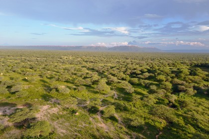 Namibie, Otjiwarongo, le bush autour du Cheetah Conservation Fund (vue a