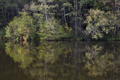 France, Bas-Rhin (67), Parc Naturel régional des Vosges du Nord, La Petite Pierre, étang d'Imstahl