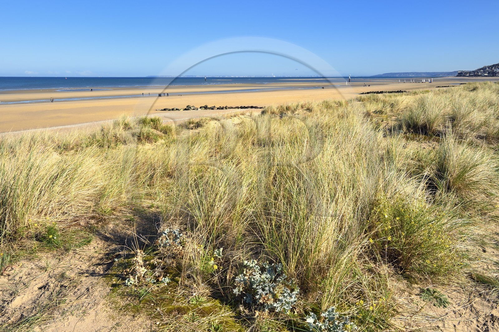 France, Calvados (14), Pays d'Auge, la côte Fleurie, Cabourg, les dunes de la plage de la station balnéaire France, Calvados (14), Pays d'Auge, la côte Fleurie, Cabourg, les dunes de la plage de la station balnéaire