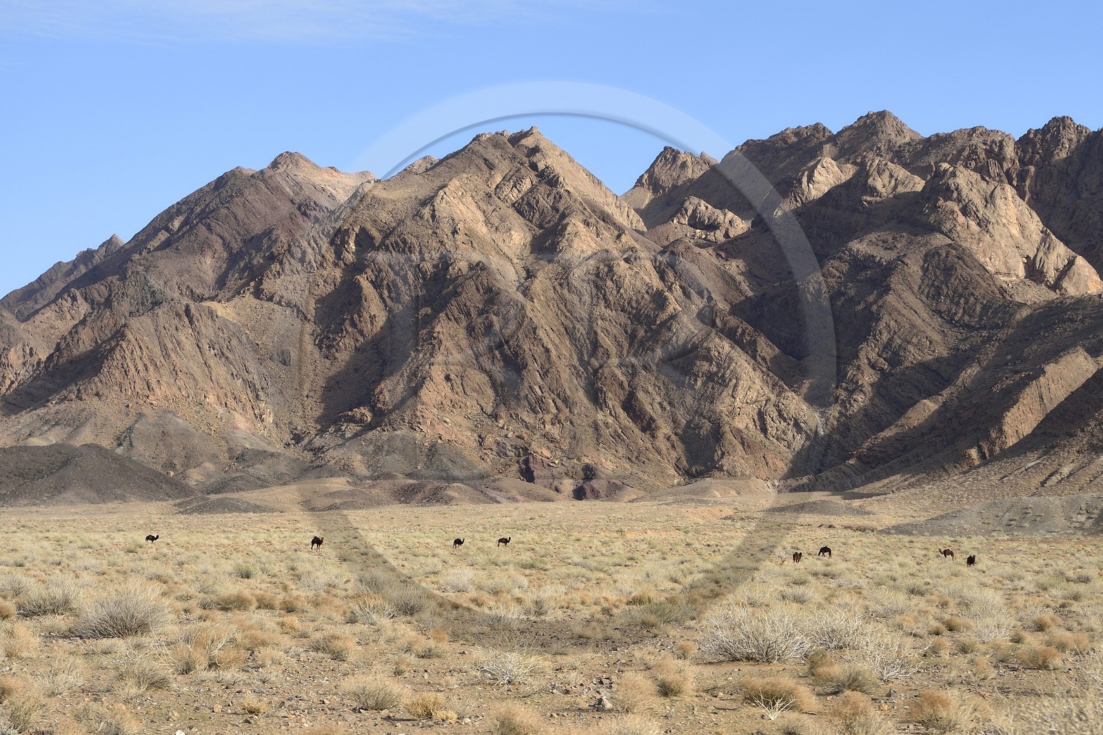 Iran, Province d'Ispahan, désert du Dasht-e Kavir, Mesr dans la région de Khur et Biabanak, dromadaires (Camelus dromedarius) au pied de la chaine de montagne de Dareh bidan