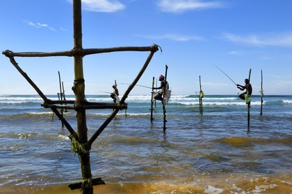 Sri Lanka, Province du Sud, région de Galle, plage de Midigama, pecheurs sur poteaux