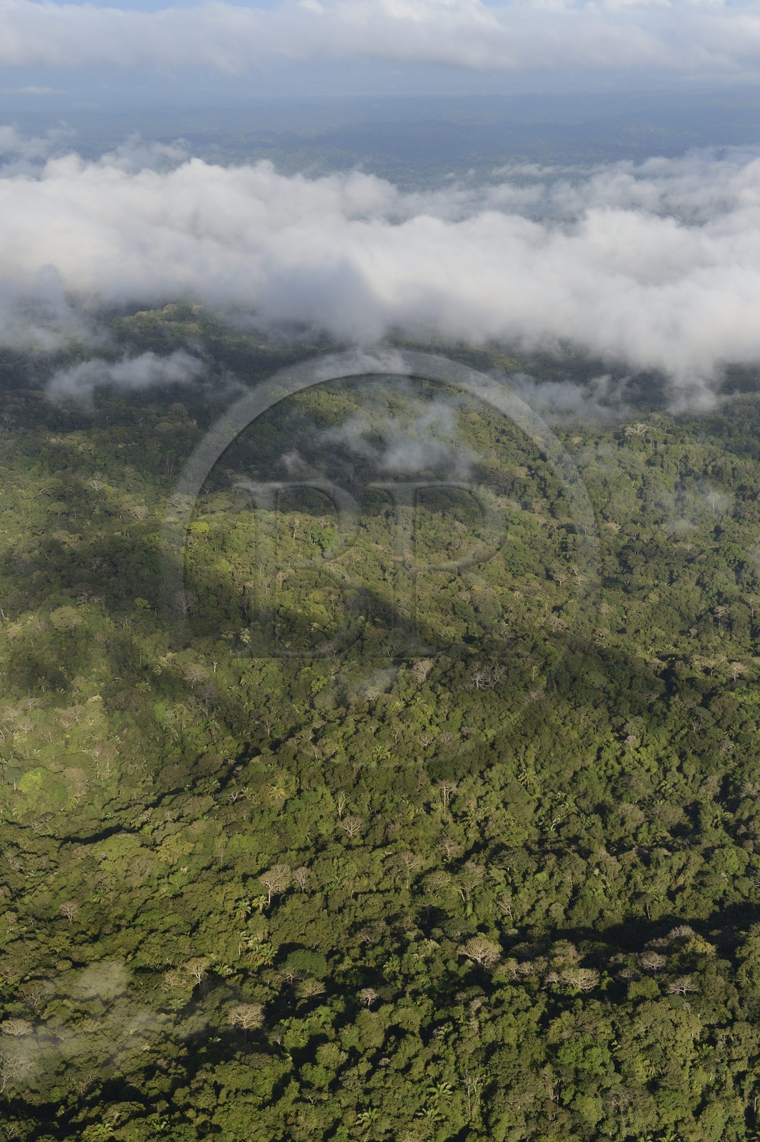 Panama, forêt tropicale aux abords du Canal de Panama (vue aérienne)